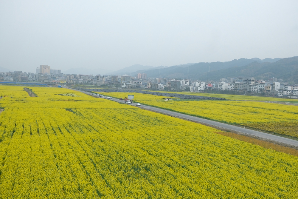 貴州天柱：油菜花開燦若金_fororder_鳳城大壩油菜花基地.JPG