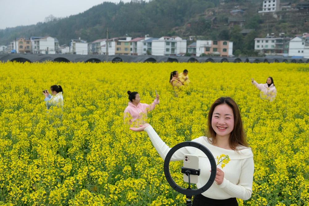 貴州天柱：油菜花開燦若金_fororder_遊客在鳳城萬畝大壩油菜花基地拍照.JPG