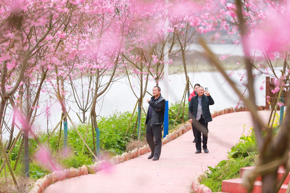 貴州天柱：櫻花盛開醉遊人_fororder_12.遊客在辭兵洲櫻花園裏賞櫻遊玩。.JPG