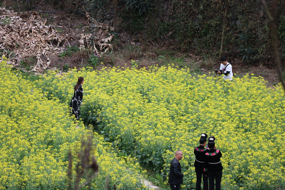貴州雷山郎德苗寨：油菜花盛景催生“花經濟”_fororder_圖為遊客在旅拍.JPG