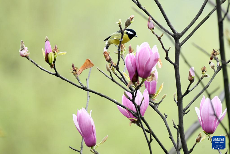 貴州：二月湖水清 家家春鳥鳴