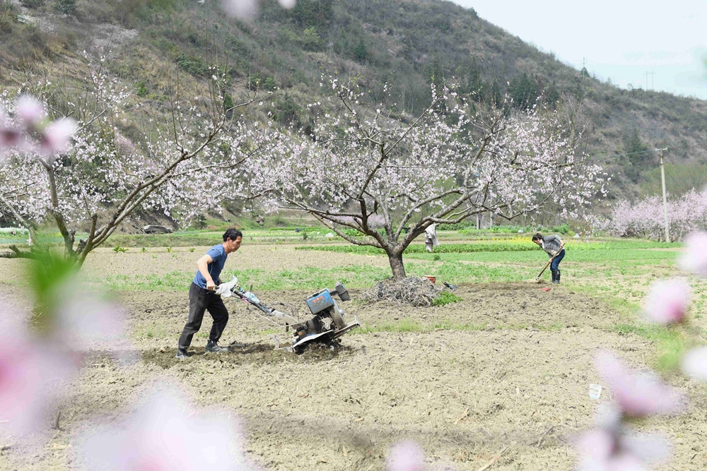 貴州鎮遠：春光正好農事忙_fororder_3月21日，在貴州省黔東南苗族侗族自治州鎮遠縣㵲陽鎮沿河村，農民正在田間勞作。