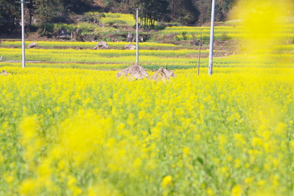 貴州獨山：春暖花又開 兩千畝油菜迎春開放_fororder_20240220102255-fC0ecp-