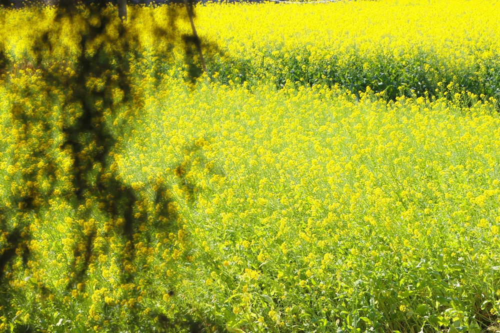 貴州獨山：春暖花又開 兩千畝油菜迎春開放_fororder_20240220102255-3UI8ix-
