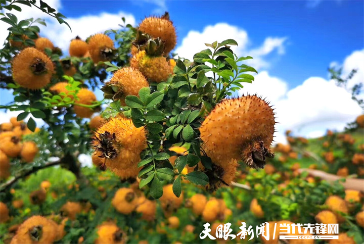 野果變“金果”！科技賦能助力貴州刺梨産業跑出“加速度”