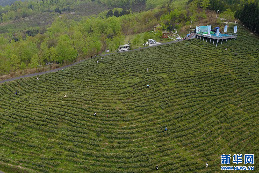 貴陽：美景茶香引客來