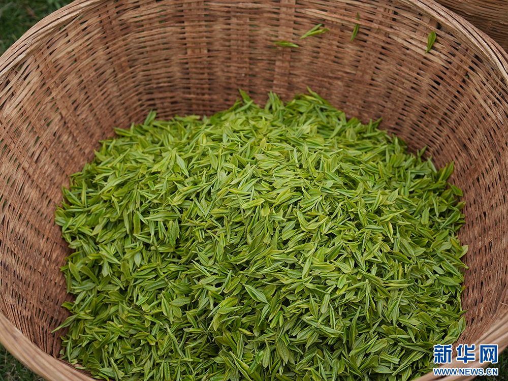 貴陽：美景茶香引客來