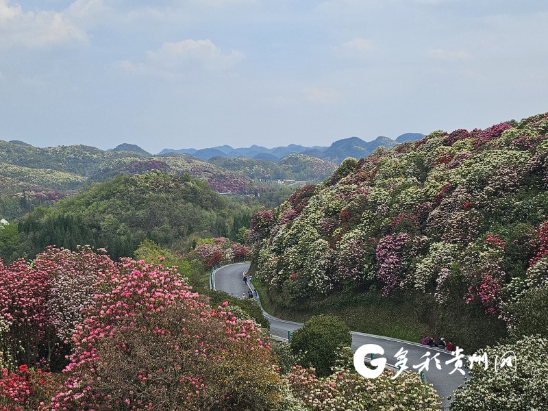 “多彩貴州·花漾中國”網絡傳播接力 百里杜鵑接過“接力棒”