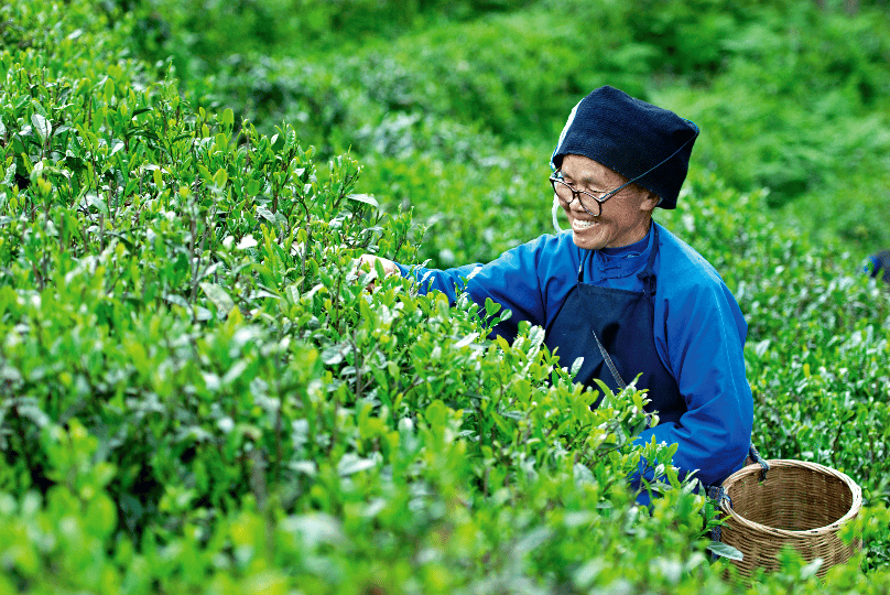 品黔茶 賞櫻花｜一眼萬年！來這場圖展解鎖貴州茶的故事