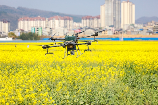 貴州天柱：無人機“飛防”作業 “護航”油菜穩産增收_fororder_無人機正在噴灑作業.JPG