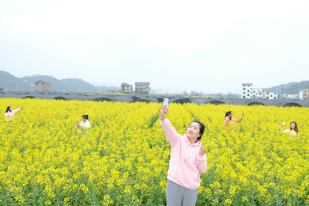 貴州天柱：油菜花開燦若金_fororder_遊客在鳳城萬畝大壩新和村油菜花基地打卡拍照.JPG