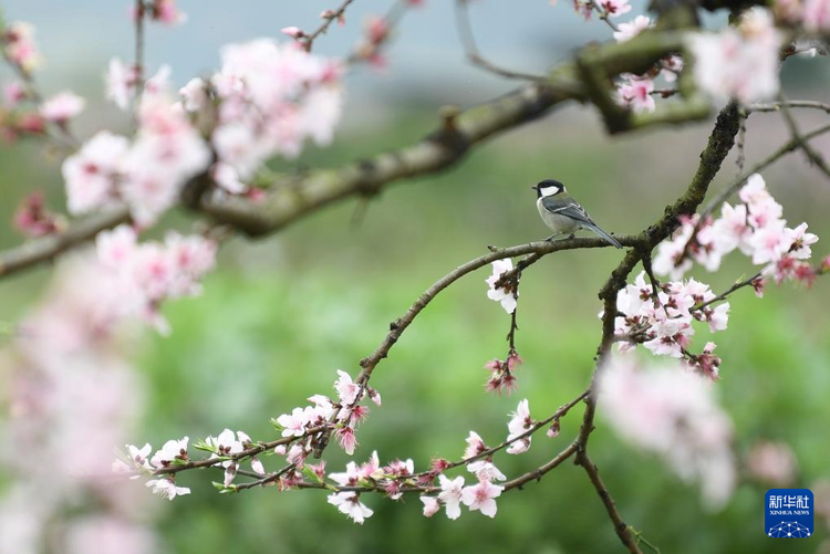 貴州：二月湖水清 家家春鳥鳴