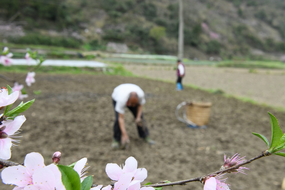 貴州鎮遠：春光正好農事忙_fororder_3月21日，在貴州省黔東南苗族侗族自治州鎮遠縣㵲陽鎮沿河村，農民正在田間勞作。 (3)