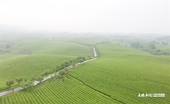 湄潭茶園：以草治草守護“乾淨茶”