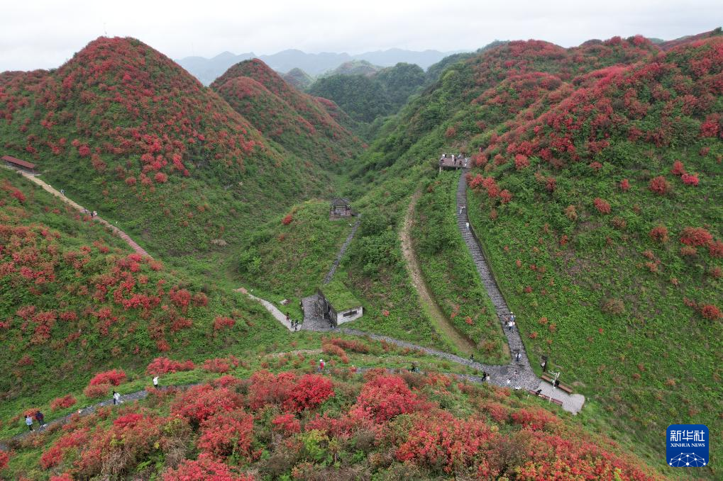 貴州：鵑紅滿山美如畫