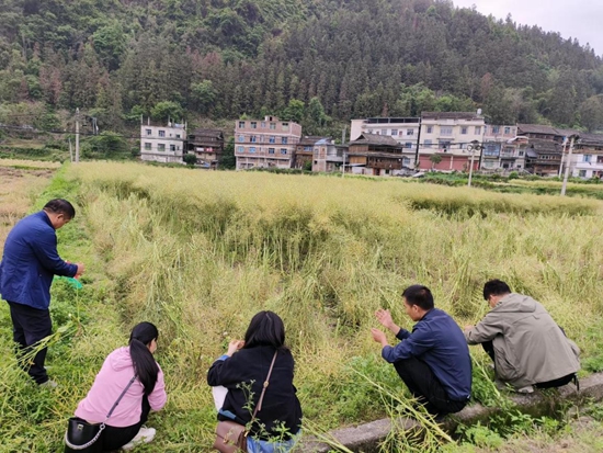 貴州黎平：春耕生産忙 油菜喜豐收_fororder_黎平縣農技幹部在到四寨壩區油菜地測産
