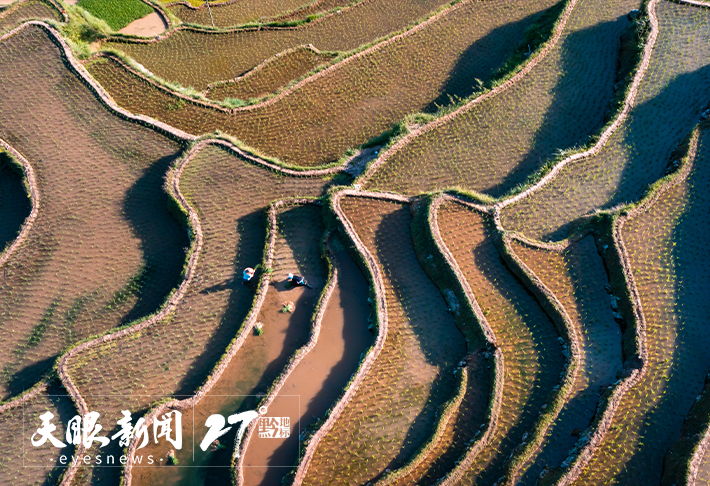 文化中國行｜加榜梯田打通農文旅盤活“試驗田”