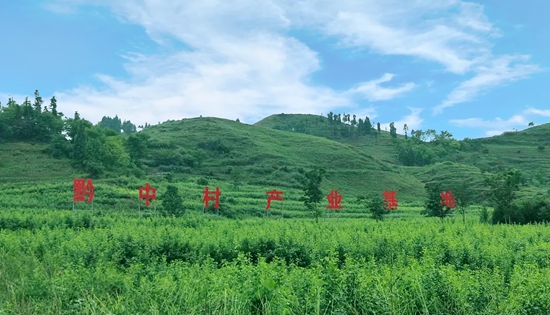 貴州六枝：“幹群”同心鋪就産業富民“杏”福路_fororder_微信圖片_20240614161818