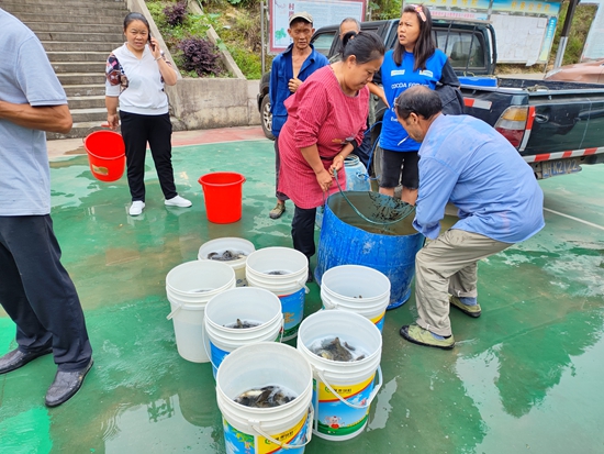 貴州鎮遠青溪鎮：魚兒入田戲秧苗 稻魚共生繪豐圖_fororder_5