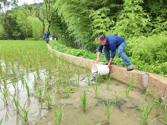 貴州鎮遠青溪鎮：魚兒入田戲秧苗 稻魚共生繪豐圖_fororder_4