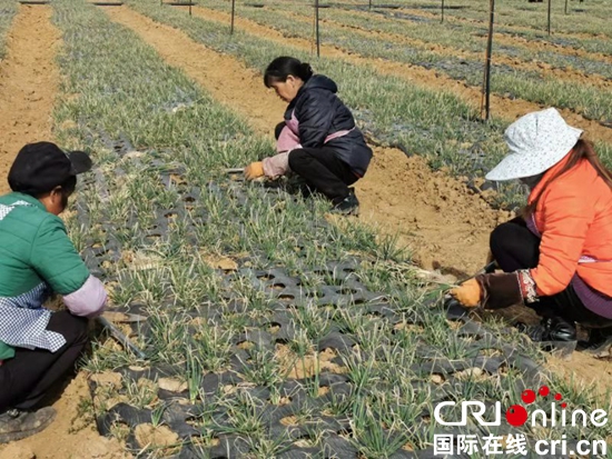 （省委網信辦的合作活動）貴州威寧發展種植業拓寬農民增收路