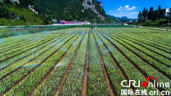 [從畢節看貴州決戰脫貧攻堅] 貴州赫章小香蔥帶動大就業