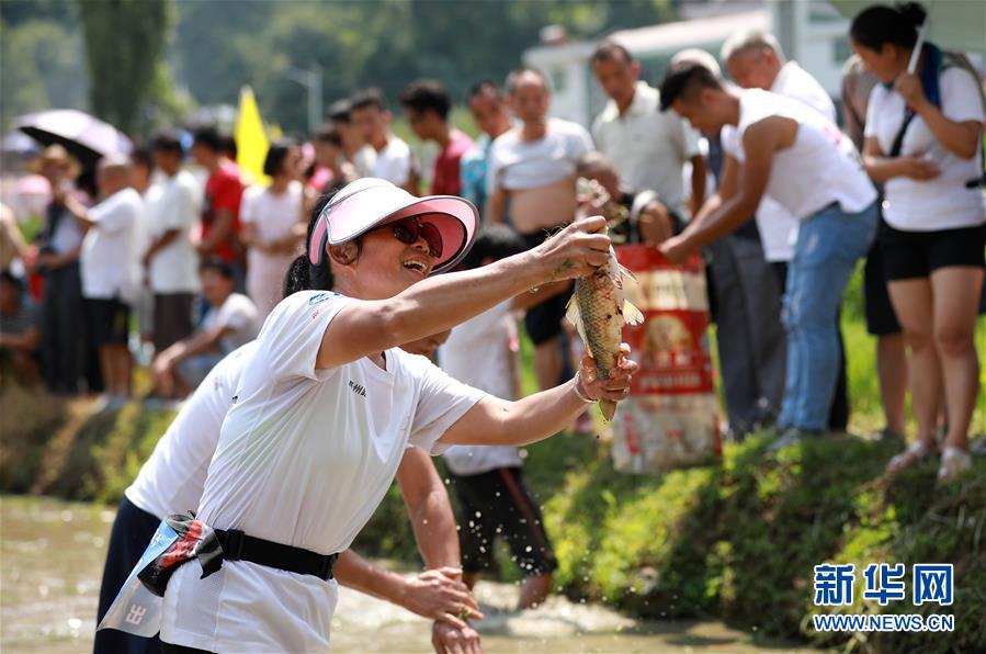 （滾動圖/市州 銅仁）貴州玉屏：田間捉魚歡