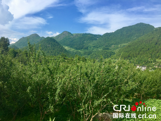 貴州沿河：因地制宜 山地“生金”