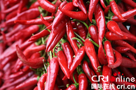 貴州銅仁思南：青杠坡的辣椒“紅”了