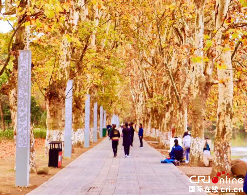 貴陽花溪黃金大道：梧桐深處見金秋（組圖）