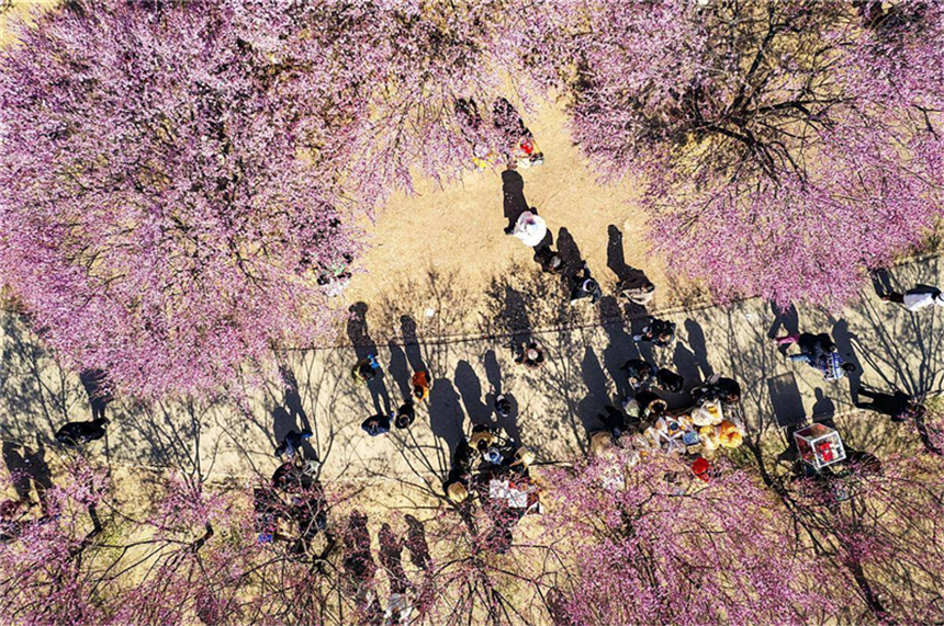 武漢竹葉海公園梅花迎春綻放