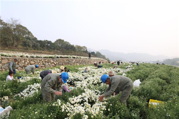 湖北黃岡：電力滿格 菊香滿園