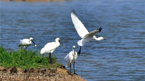 孝感朱湖國家濕地公園萬鳥翔集盡顯生態之美