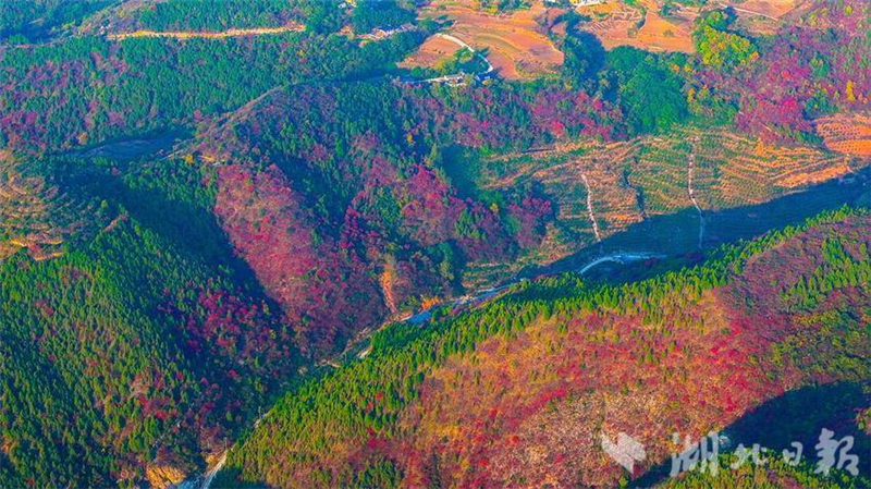 湖北十堰：南水北調水源區紅葉映山村