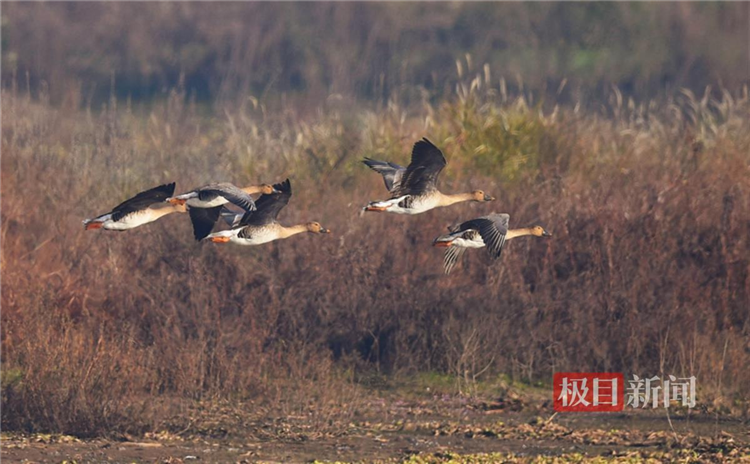 孝感朱湖國家濕地公園萬鳥翔集盡顯生態之美