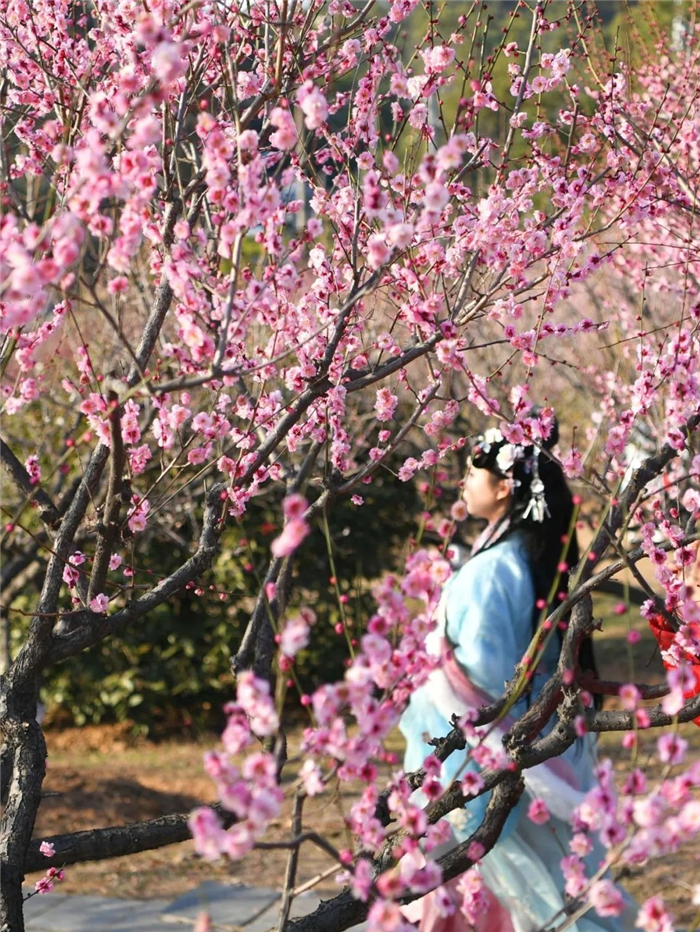 “武漢梅花直接封神！”