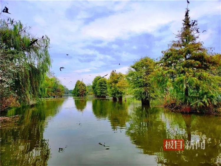 孝感朱湖國家濕地公園萬鳥翔集盡顯生態之美