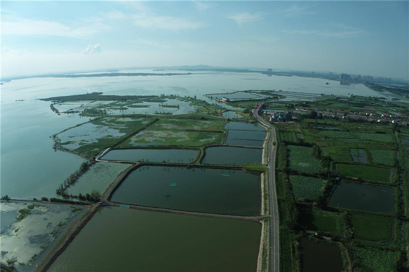 2萬畝水草 暢銷省內外 梁子湖點草成“金”