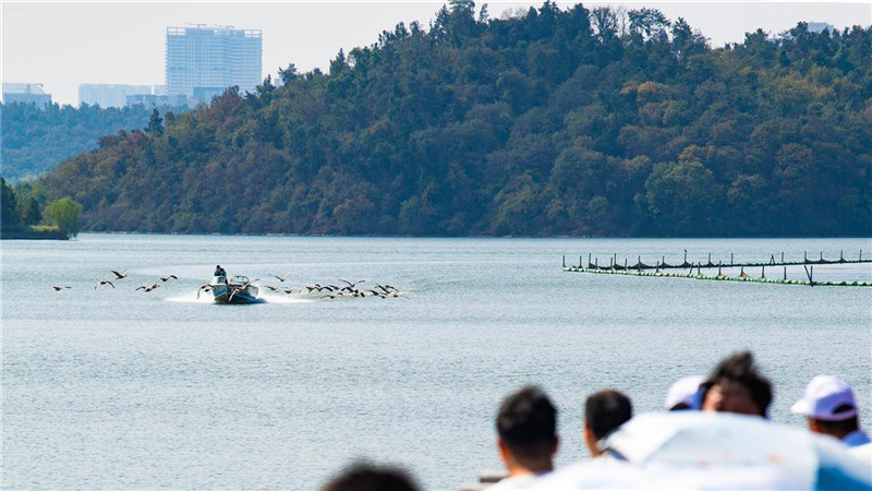 “大雁伴飛”遊東湖 武漢東湖生境雁島開園