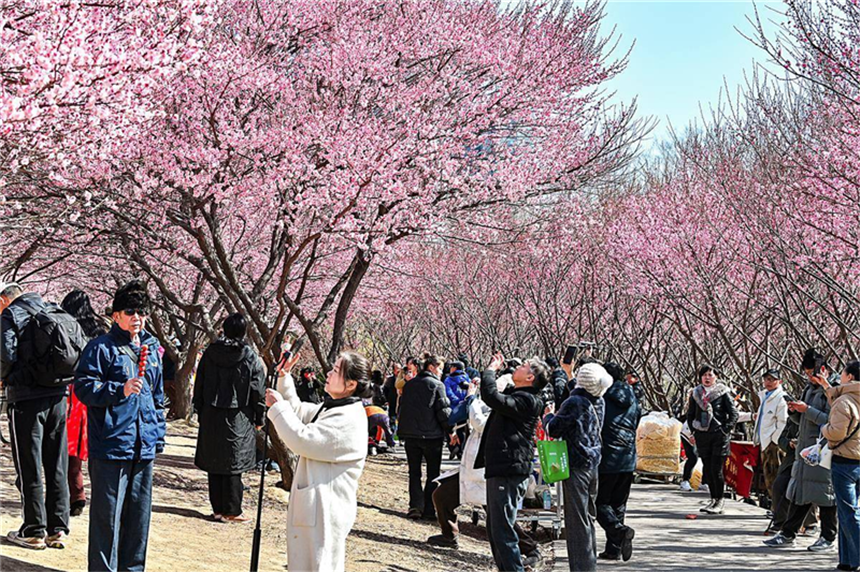 武漢竹葉海公園梅花迎春綻放