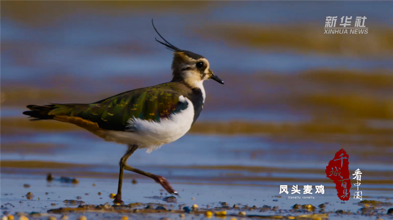 湖北陽新：候鳥翔集 初冬網湖濕地盡顯生態之美