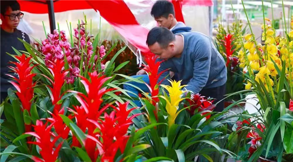 繁花似錦迎新 2025武漢花博園第九屆迎春花市開幕