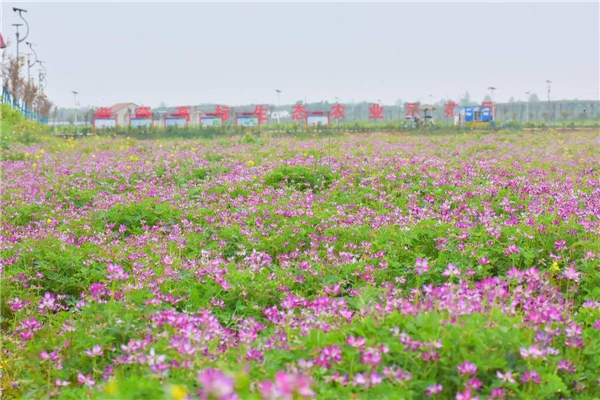 3000畝零散土地統一運營 華中首個“水稻公園”雛形初現