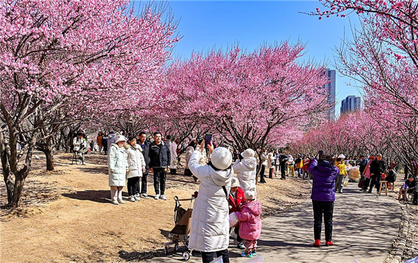 武漢竹葉海公園梅花迎春綻放