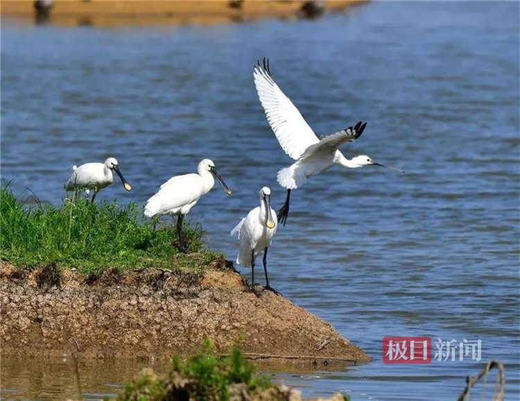 孝感朱湖國家濕地公園萬鳥翔集盡顯生態之美