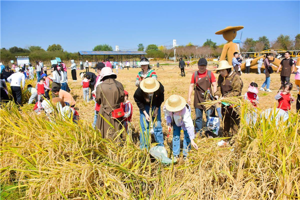 3000畝零散土地統一運營 華中首個“水稻公園”雛形初現