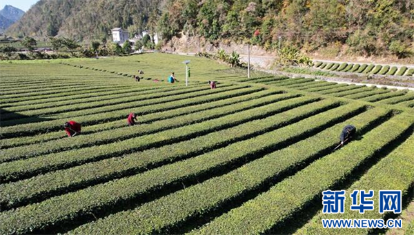 湖北鶴峰：39.5萬畝茶園冬管忙 靜待春茶香滿園