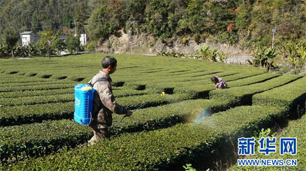 湖北鶴峰：39.5萬畝茶園冬管忙 靜待春茶香滿園