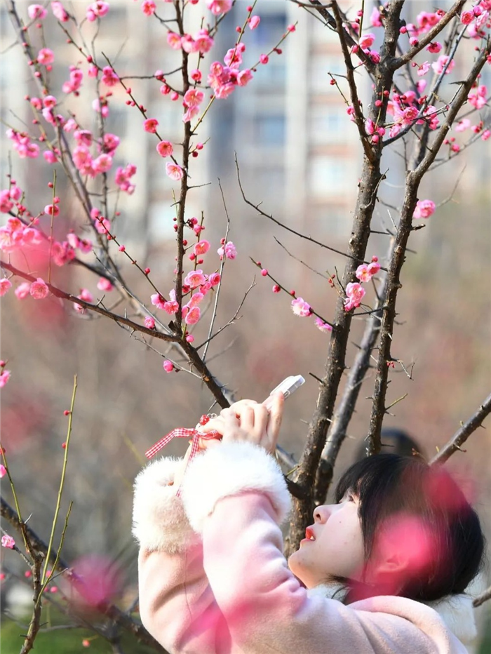 “武漢梅花直接封神！”