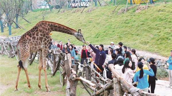 宜都又添文旅新地標 三峽長頸鹿樂園首次開放探營